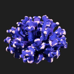 Luminous Coral Habitat